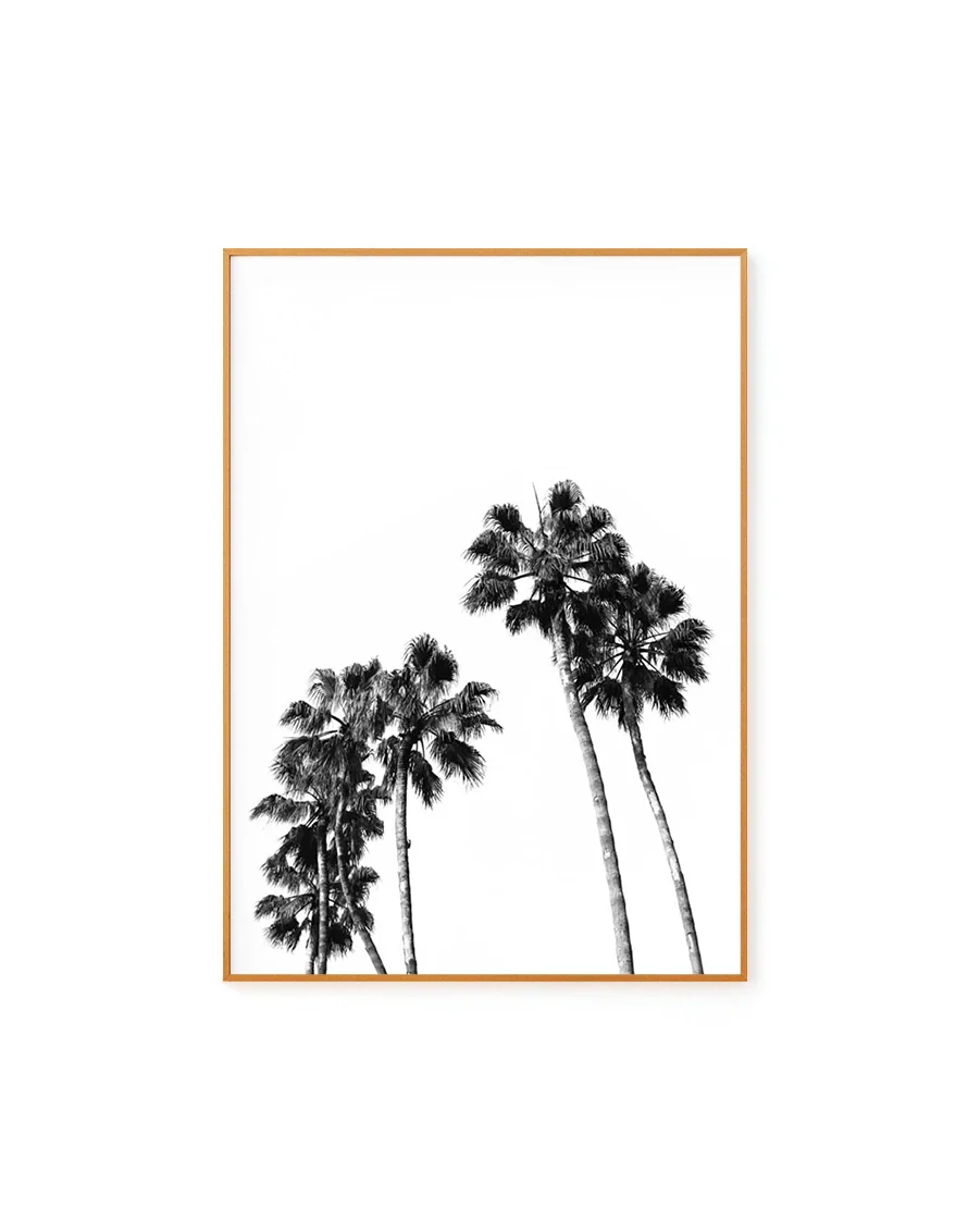 Palm Trees