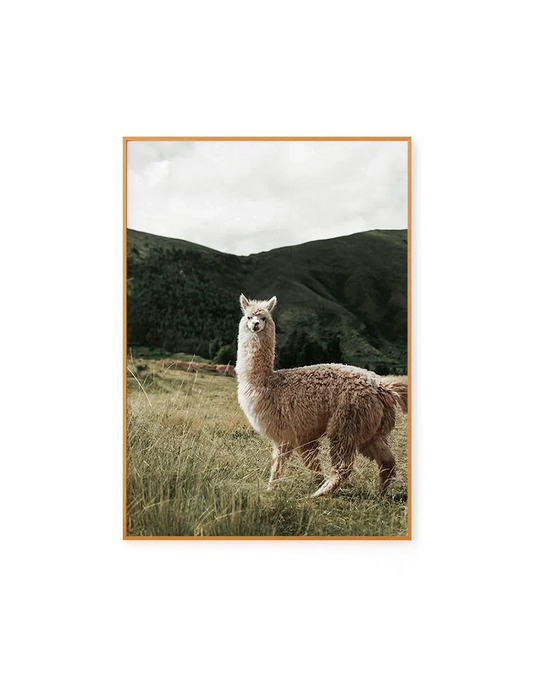 Alpaca