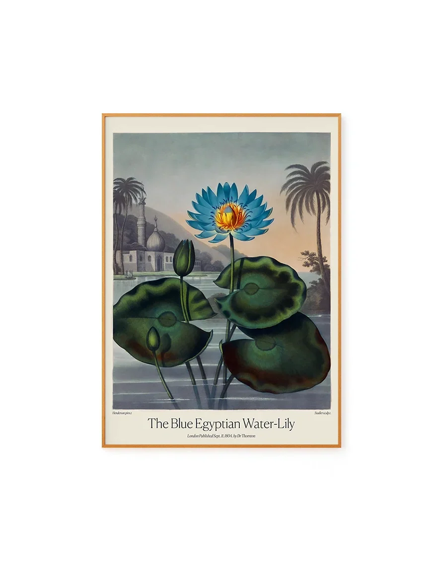 Blue Egyptian Water Lily by Dr. R. Thornton