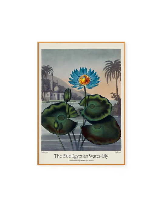 Blue Egyptian Water Lily by Dr. R. Thornton