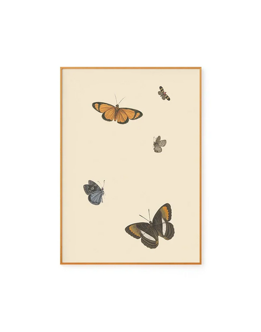 Butterflies Iii