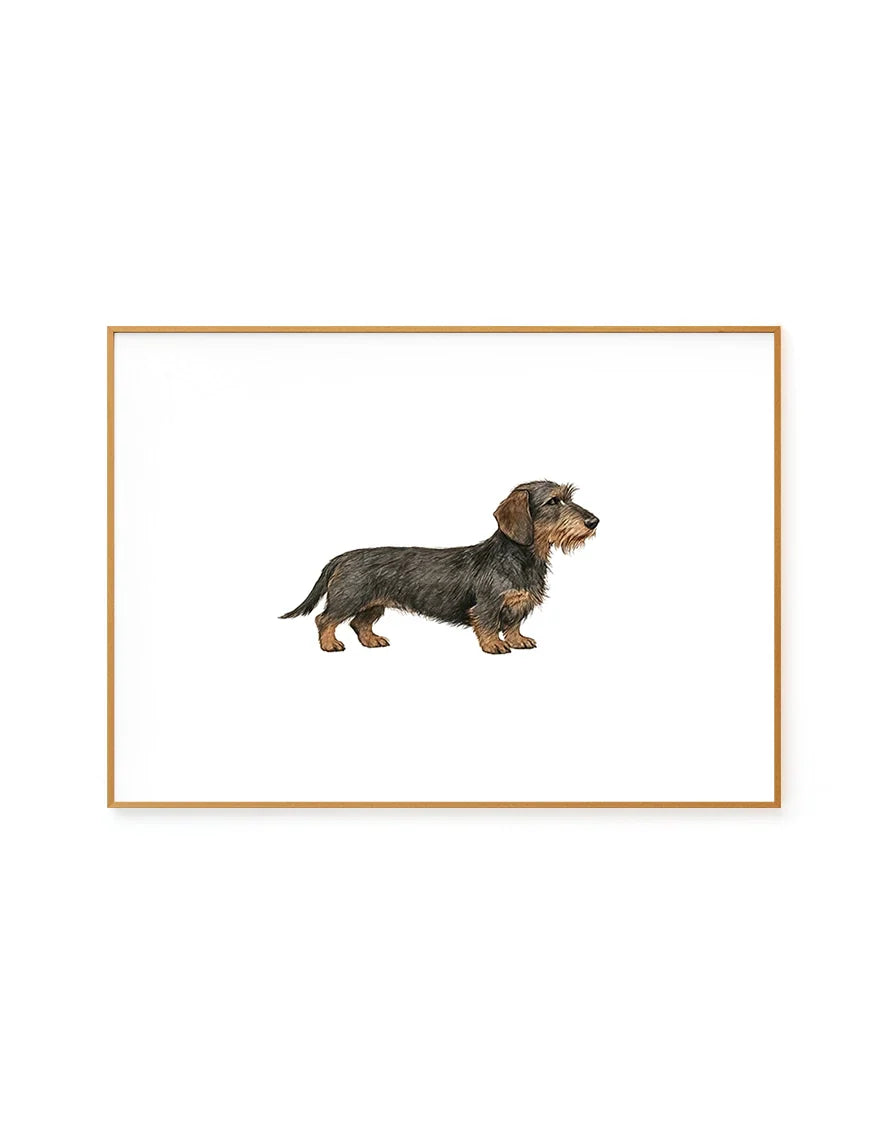 Dachshund Iv