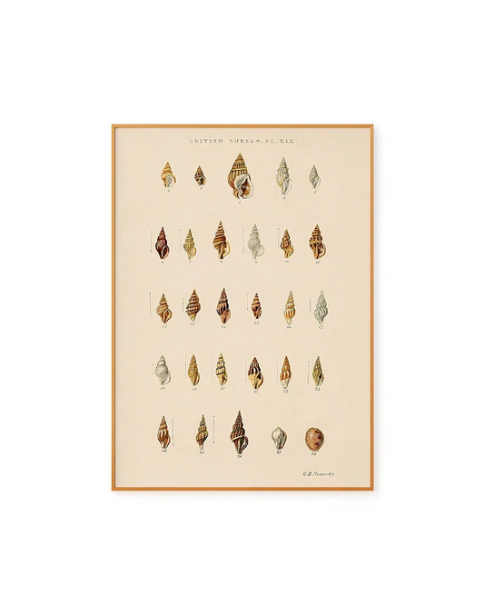 Estudo de Conchas Nº02