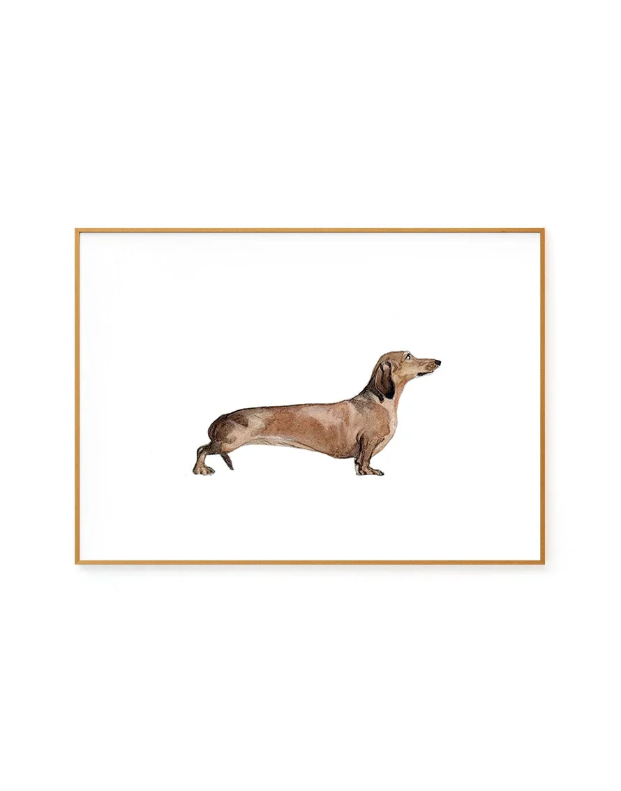Dachshund I