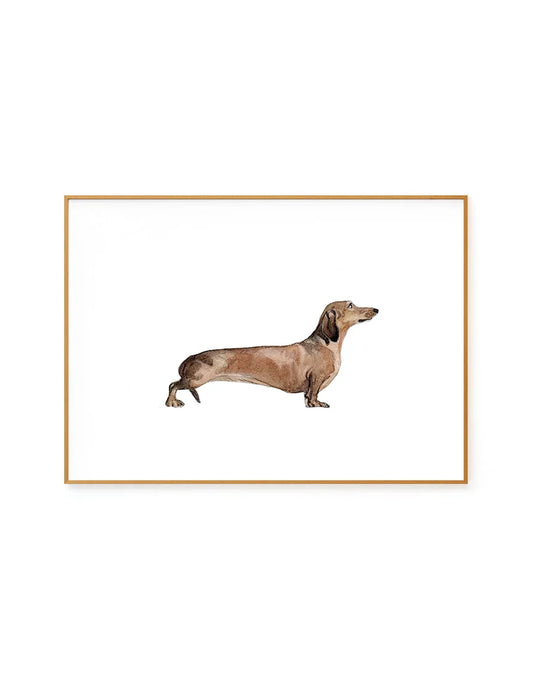 Dachshund I
