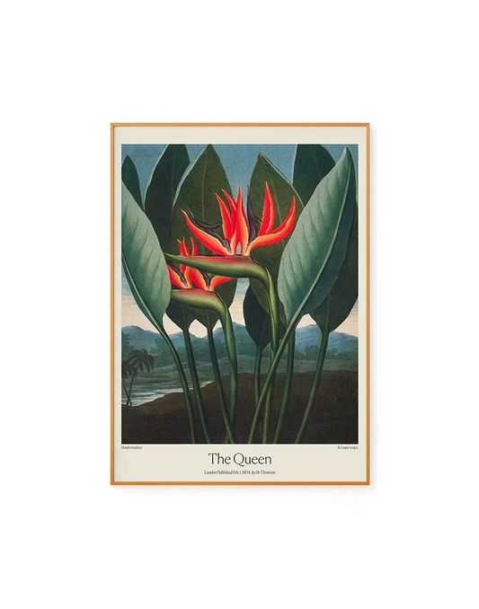 The Queen by Dr. R. Thornton