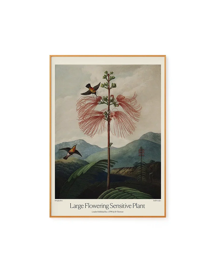 Large Flowering Sensitive Plant by Dr. R. Thornton