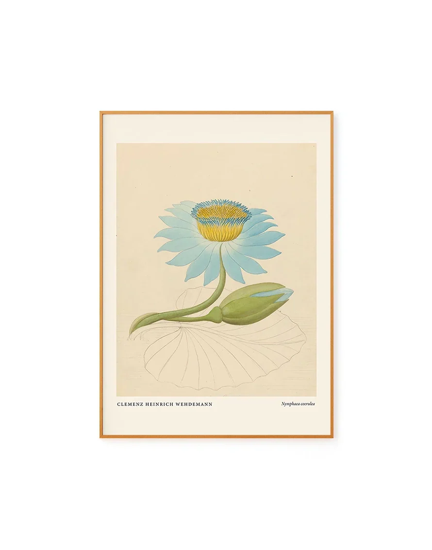 Nymphaea by Clemenz Heinrich Wehdemann