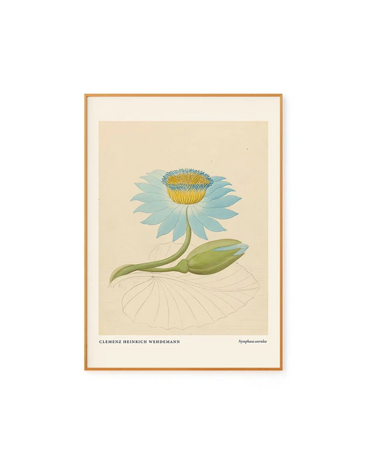 Nymphaea by Clemenz Heinrich Wehdemann