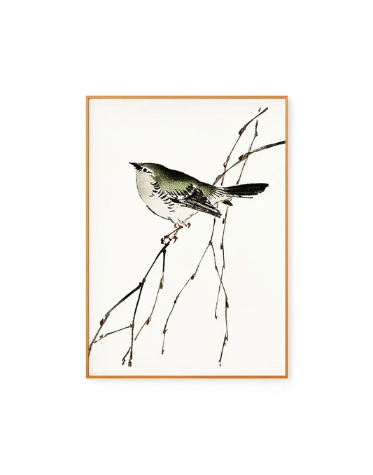 Bird Illustration by Kono Bairei