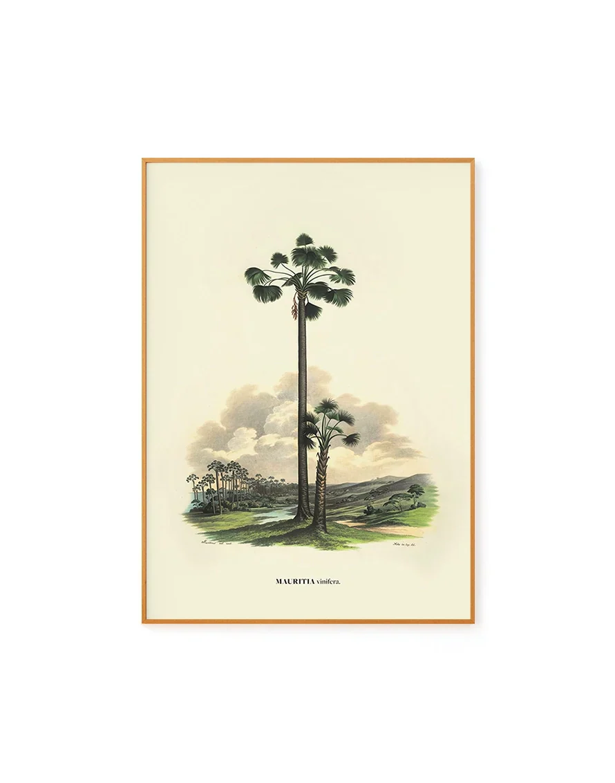 Vinifera by Carl von Martius