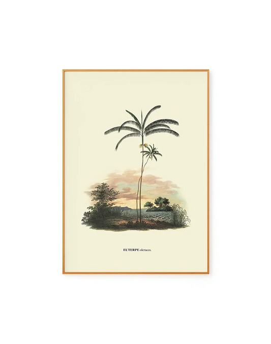 Euterpe by Carl von Martius