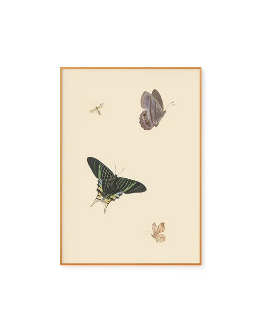 Butterflies Ii
