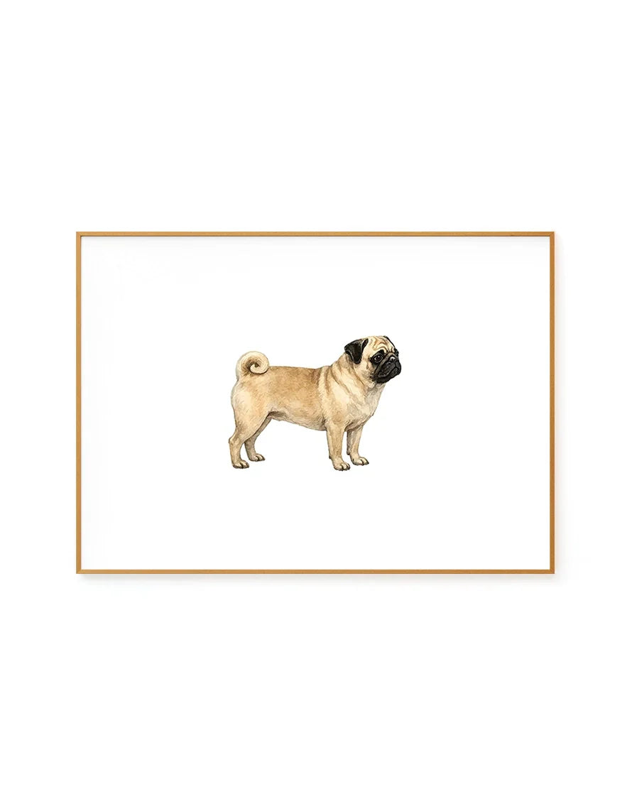 Pug